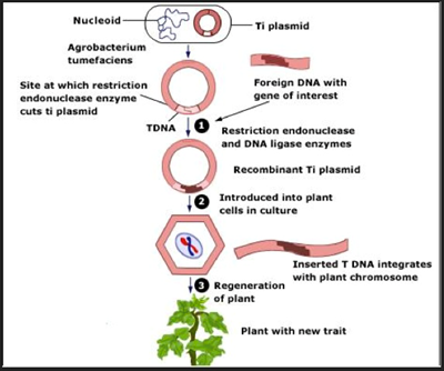 What are GMOs What are GMOs
